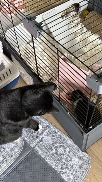 Full leaked Dahnikz private onlyfans photo