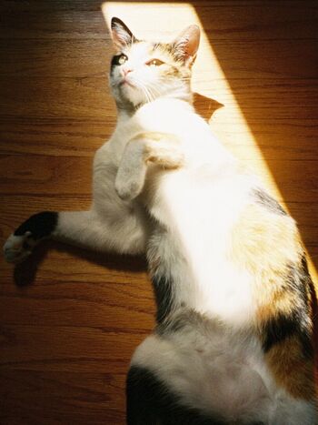 Full leaked Thatgirlsedona page private onlyfans photo